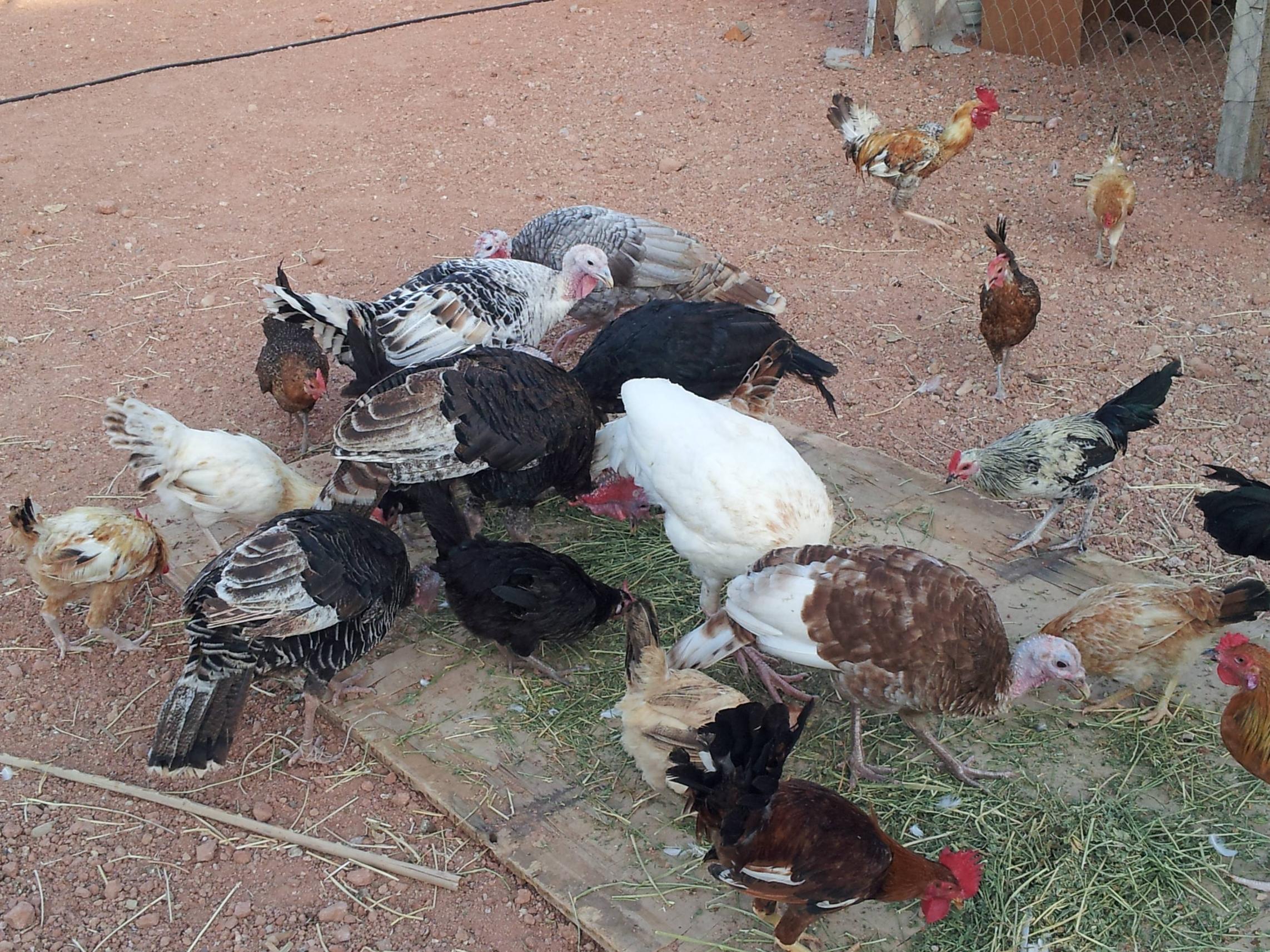 حكومة الأسد ترفع أسعار الدجاج, ولحم الجاموس يغزو أسواق المناطق الخاضعة لسيطرة النظام.